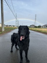 犬と暮らす IMG_5474-21