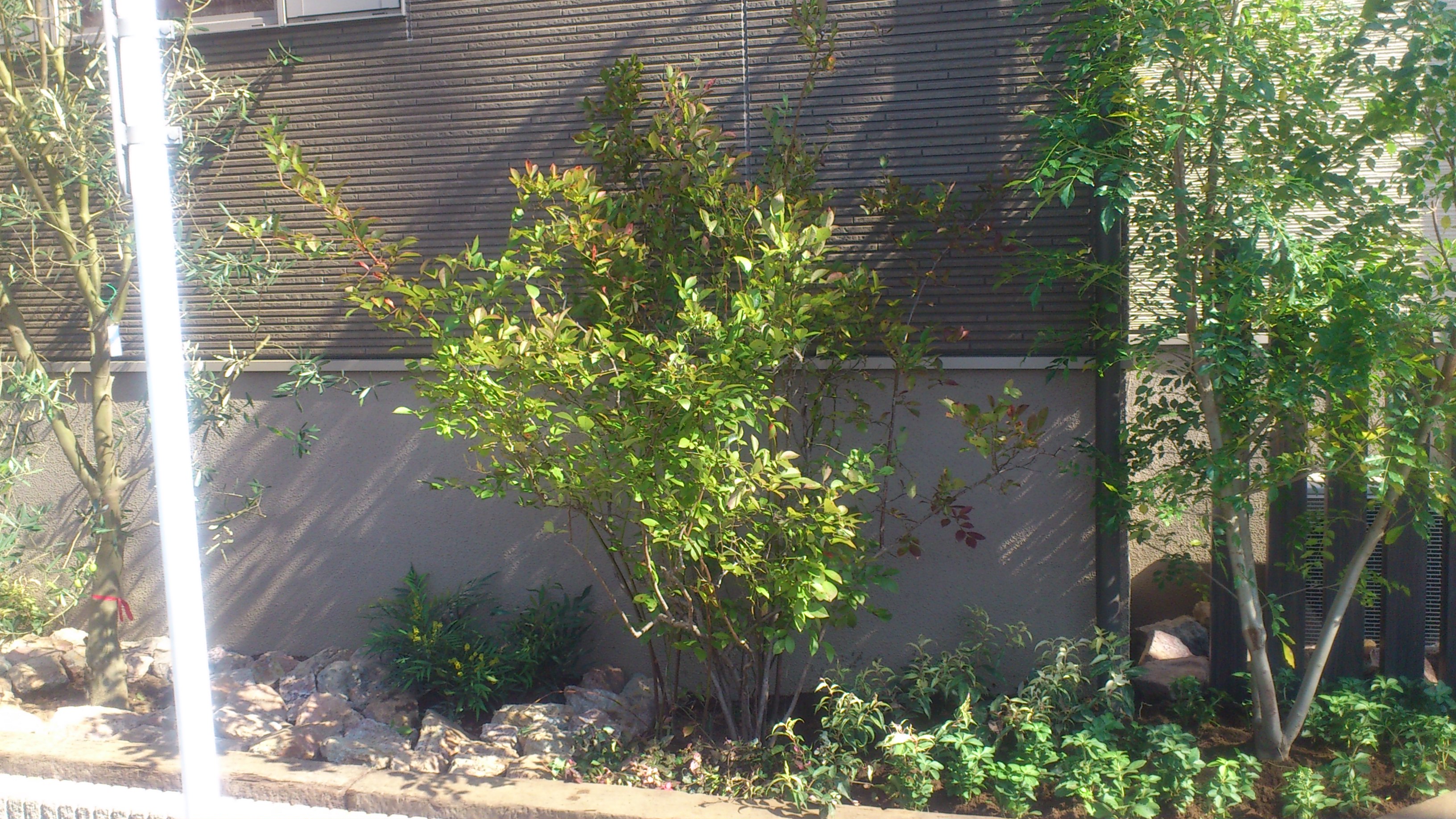 都会のオアシスです 練馬区大泉学園 シンボルツリー 下草 川越市 リノベーション エクステリア 外構 小屋 神山工業所