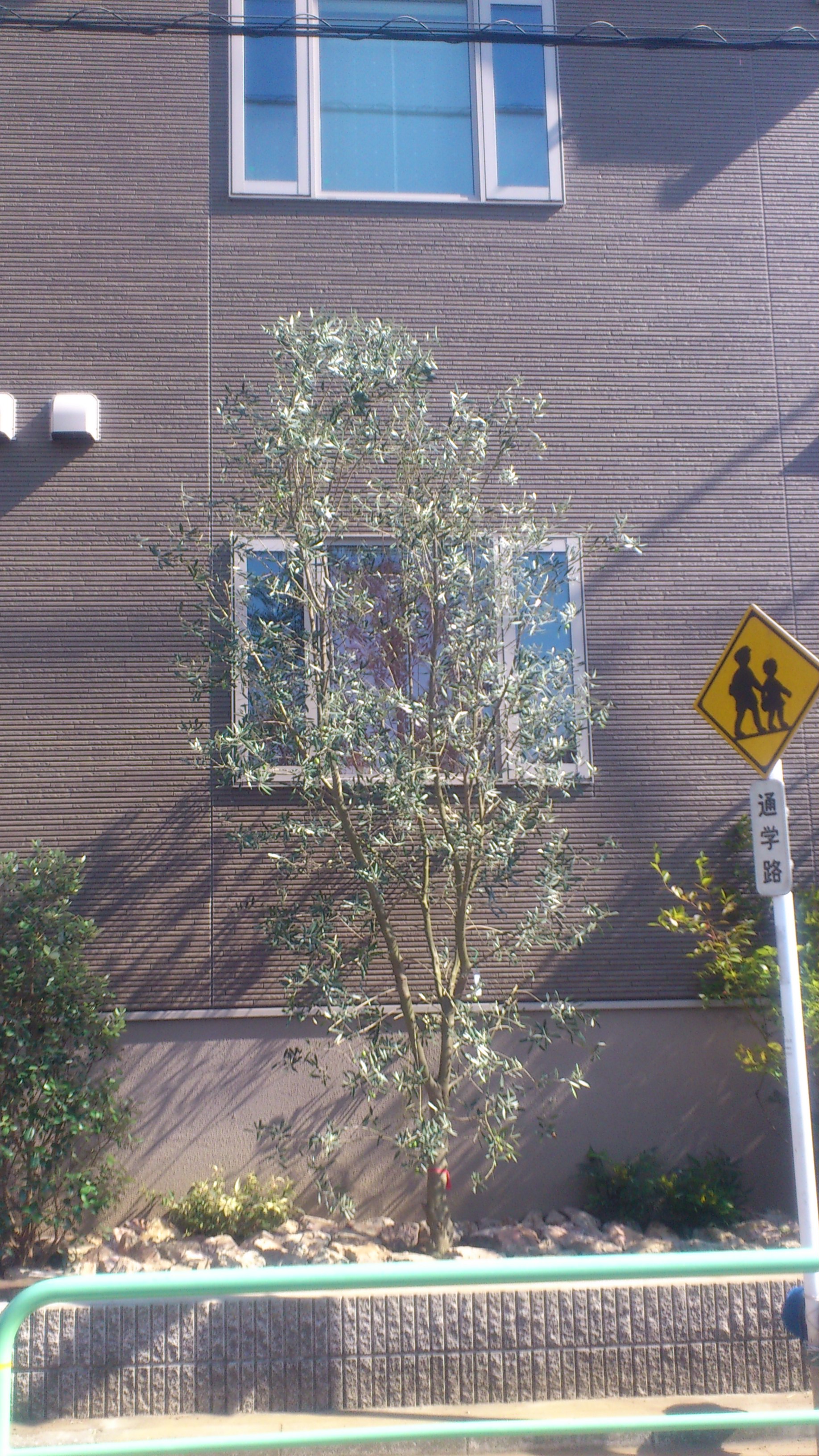 都会のオアシスです 練馬区大泉学園 シンボルツリー 下草 川越市 リノベーション エクステリア 外構 小屋 神山工業所